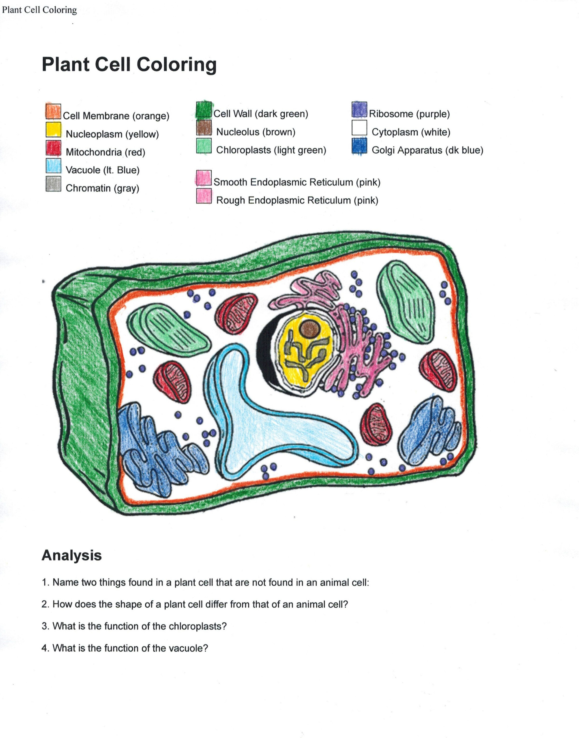 Membrane Structure And Function Worksheet Answers Waltery Learning 