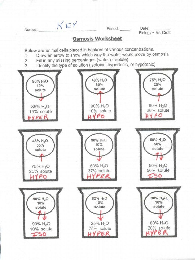 Osmosis Worksheet Answers Key School Booster