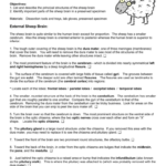 Sheep Brain Labeling Worksheet