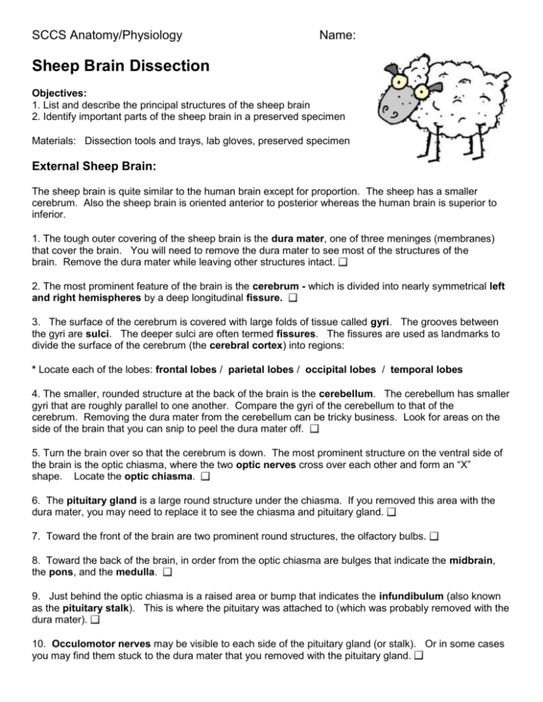 Sheep Brain Labeling Worksheet